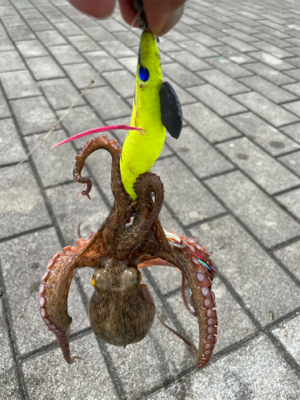 なんとか釣れました