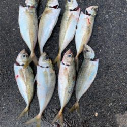 久々に嬉しい♪