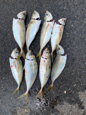 久々に嬉しい♪