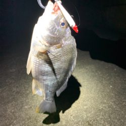 久しぶりの釣果