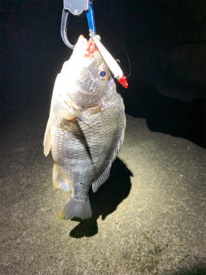 久しぶりの釣果