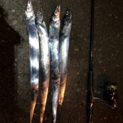 タチウオワインド