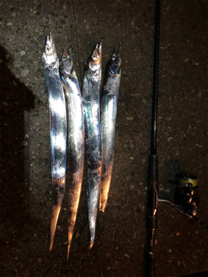 タチウオワインド