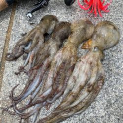 湾奥コスモ蛸最終戦。何とか4杯。。