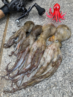 湾奥コスモ蛸最終戦。何とか4杯。。