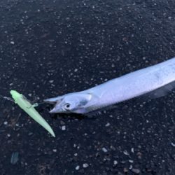 まさかの太刀魚とシオにツバスの3種釣り