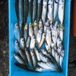 マアジはどこへ？