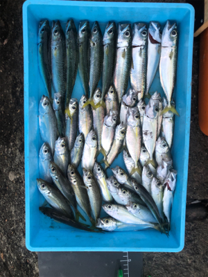 マアジはどこへ？