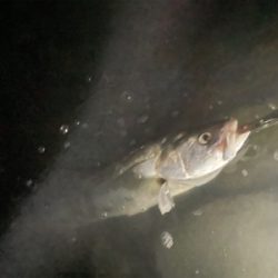 トップでランカーゲット