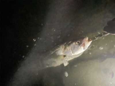 トップでランカーゲット