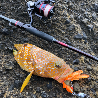 2021 佐渡ヶ島キジハタゲーム