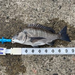 芳養でチヌ釣り