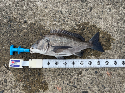 芳養でチヌ釣り