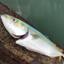 青物の活性高い日でした