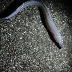 雨の中たくさん釣れた〜