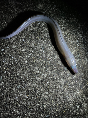 雨の中たくさん釣れた〜