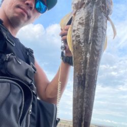 夏と言えばマゴチ