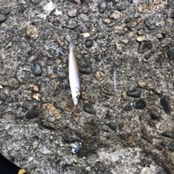 久々の釣り！キス狙い