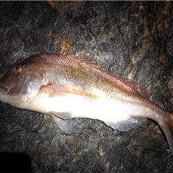 初ぶっ込み釣りでまさかの大物！