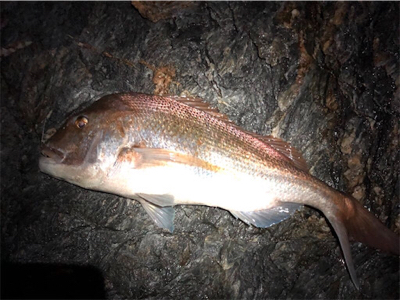 初ぶっ込み釣りでまさかの大物！