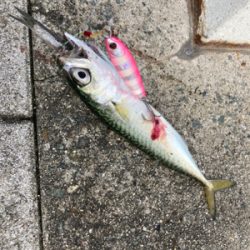 湾奥コスモは今朝も小鯖。小鯖。たまーに中鯖。