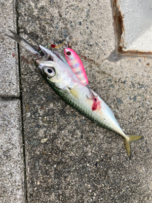 湾奥コスモは今朝も小鯖。小鯖。たまーに中鯖…