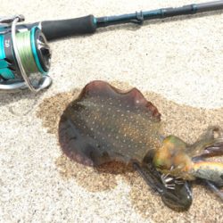 今年初アオリイカ釣行！