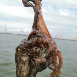 ラストスパートタコ2