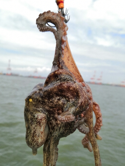 ラストスパートタコ2