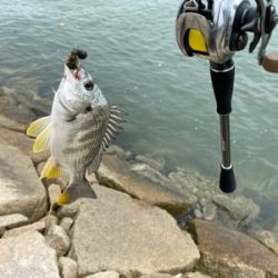 チニング チニング 難しいなー