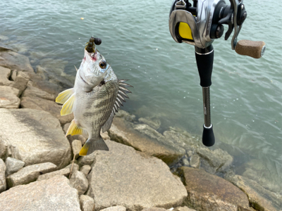 チニング チニング 難しいなー