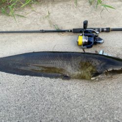 会社帰りにハンドメイドルアーでナマジング