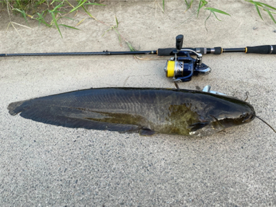 会社帰りにハンドメイドルアーでナマジング