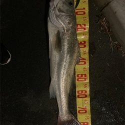 ようやくランカーサイズ