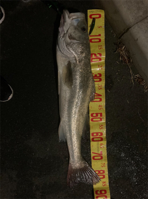 ようやくランカーサイズ