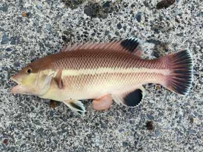 餌釣りでまさかの魚！