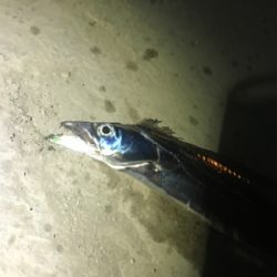 タチウオ始まってました。