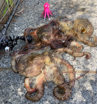 小鯖、たまに中鯖♾蛸は居なく…