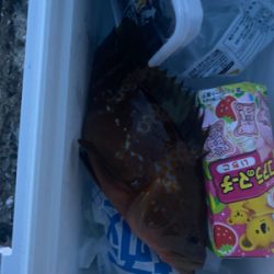 須磨一文字 奇跡の1匹