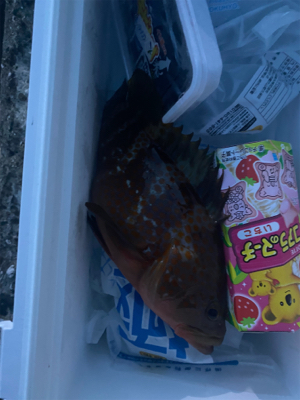 須磨一文字 奇跡の1匹