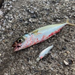 小サバを楽しみました！