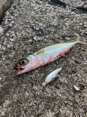 小サバを楽しみました！