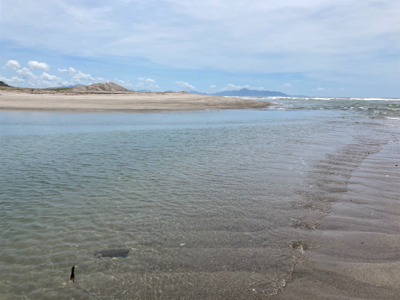 灼熱のマゴチ祭り