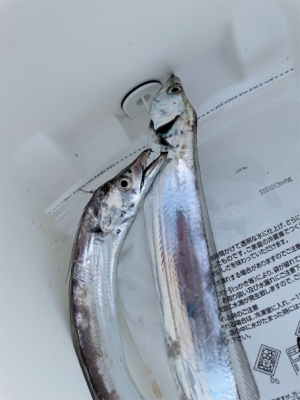 朝まづめのタチウオ釣り