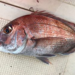 あちこちジギング