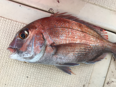 あちこちジギング