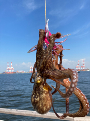 変わらず小鯖祭り、たまに中鯖。蛸は居なくも…