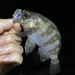 メバルが釣れました