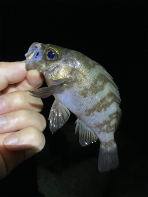 メバルが釣れました