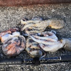 シーズン終盤でタコ5